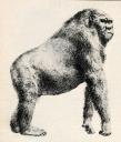 giant ape