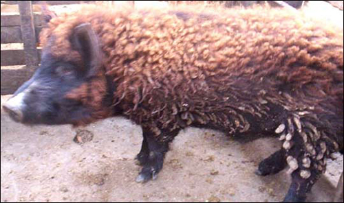 wool pig