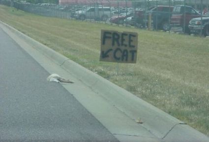 freecat
