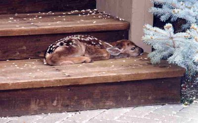 fawn steps