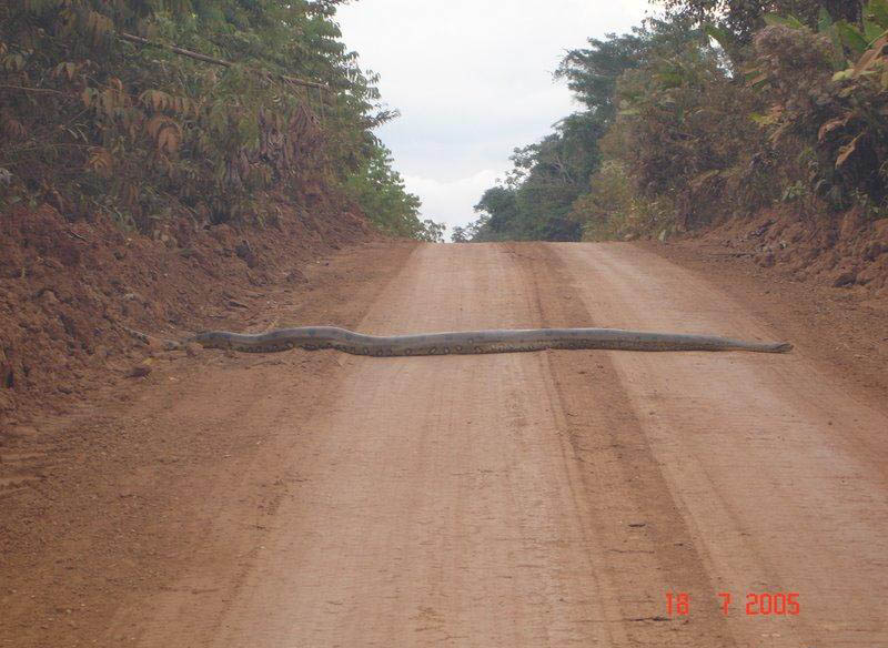 big snake