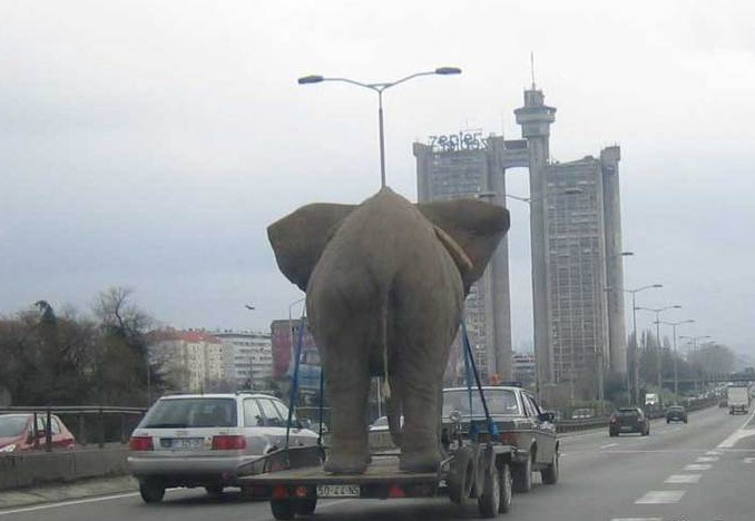 elephant transfer