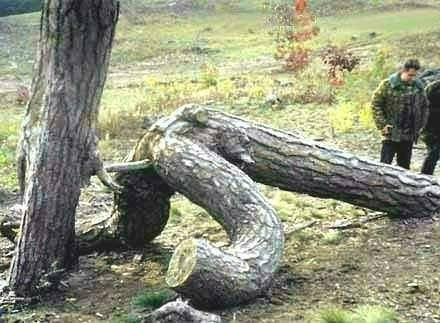 sex tree