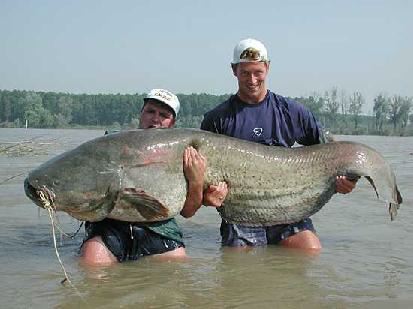 Big Catfish