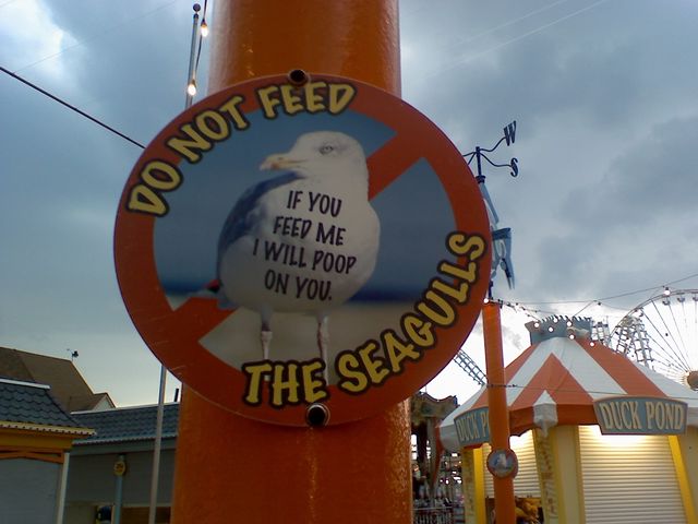 dont feed seagulls