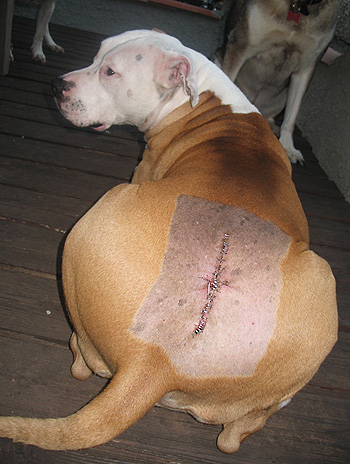 stitches dog