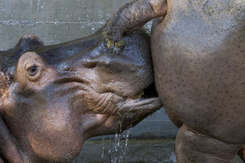 Ass kissing Hippo