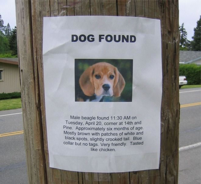 found dog