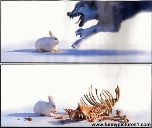 rabbit eats wolf