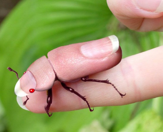 Finger Bug