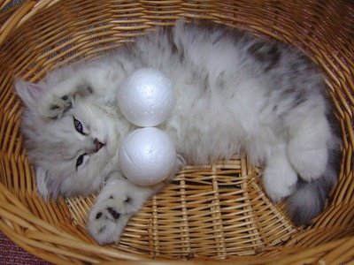 Cat balls