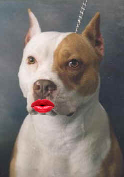 Pit Bull with Lipstick