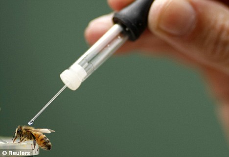 A honey bee is given cocaine solution as scientists attempt to study how their brain reacts to the drug
