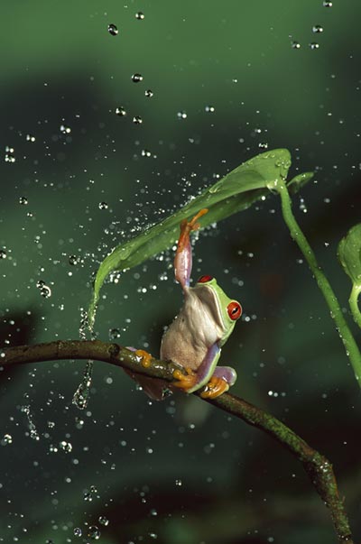 frog-umbrella