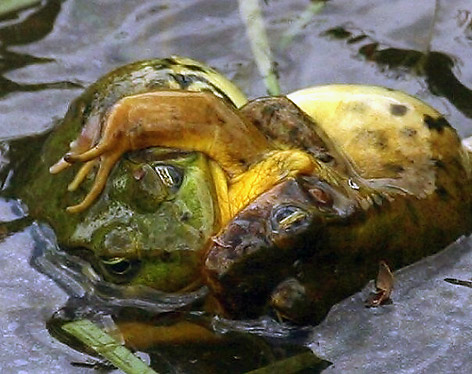 frog-love-6