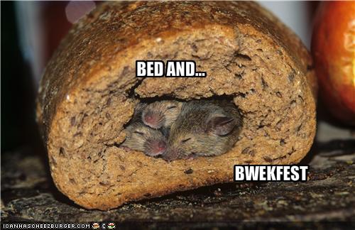 funny-pictures-mice-sleep-in-a-bed-and-breakfast