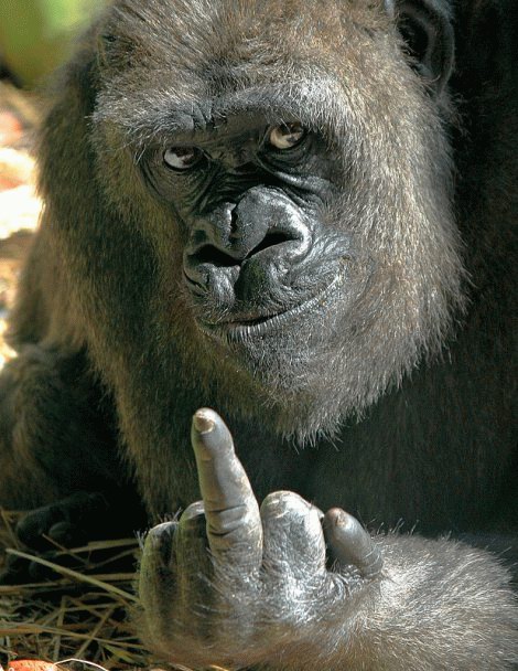 gorilla-finger