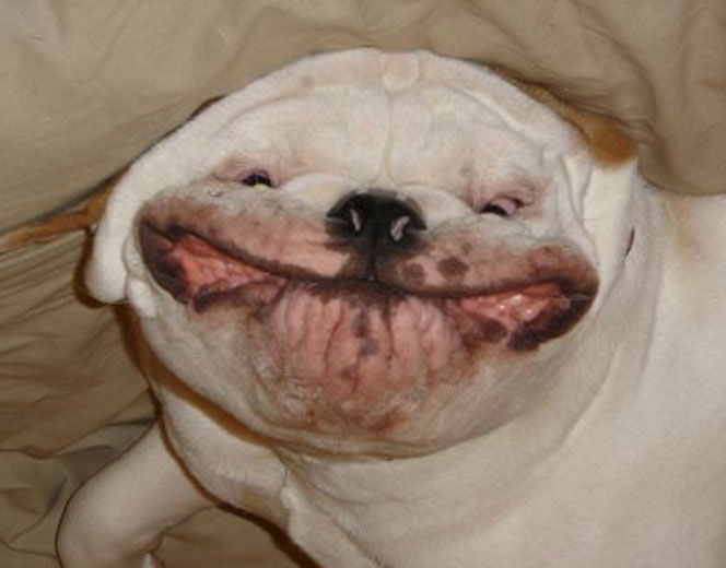doggy-smile
