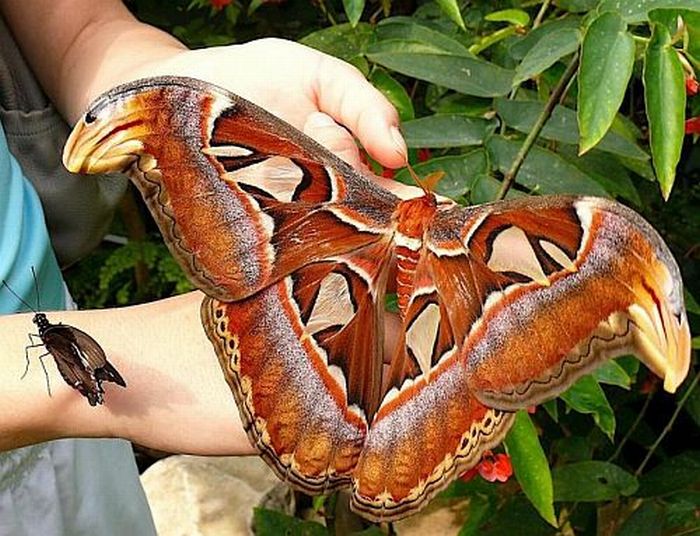 big butterfly