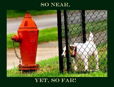 funny-puppy-picture-dog-staring-through-fence-at-a-fire-hydrant