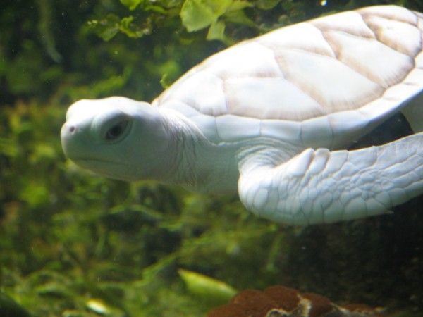 albino_07sea turtle