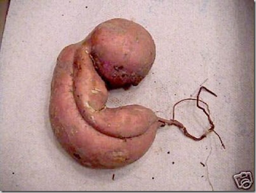 fetus_sweet_potato