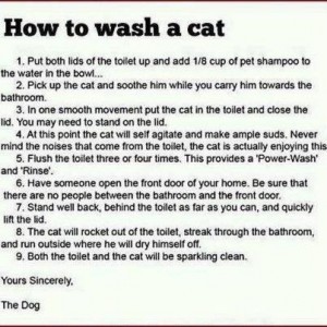 cat bath instructions