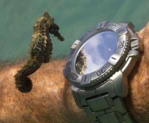 A_Seahorse_Inspects_A_Divers_Watch.jpg