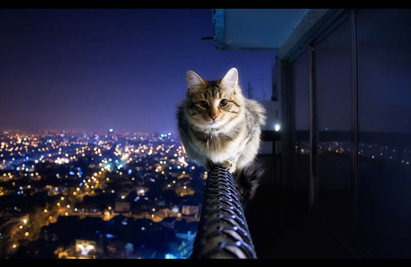 cat-siting-on-ledge-of-balcony
