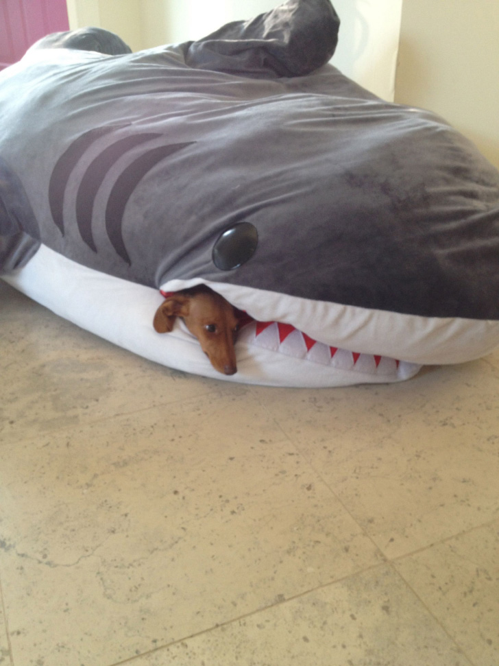 shark bed