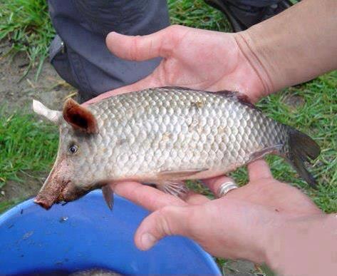 pig fish
