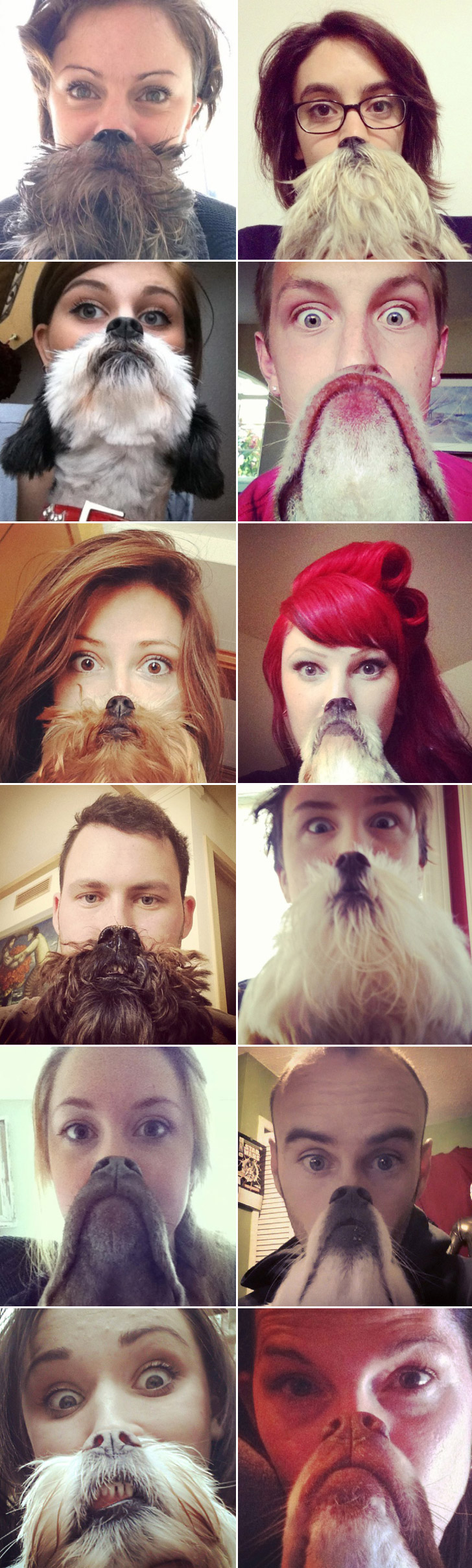 dog beards