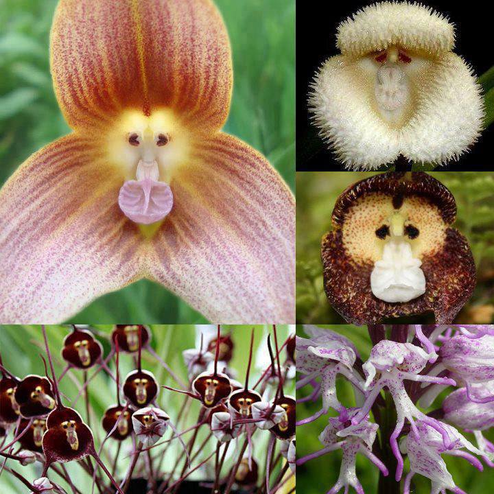 monkey flowers