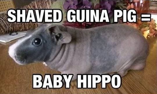 Shaved Guina Pig